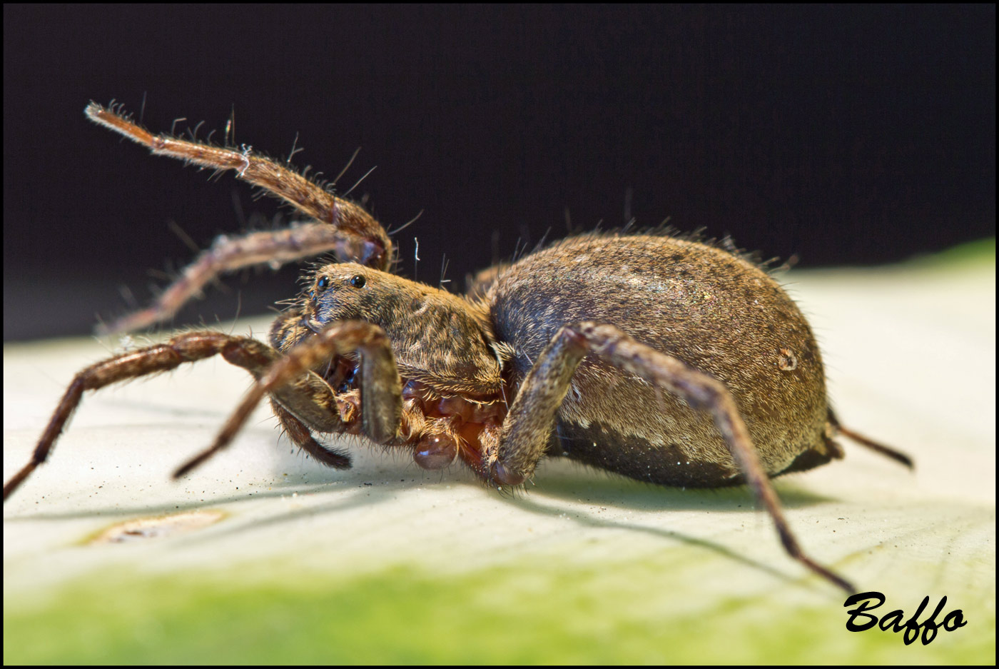 Alopecosa cf. albofasciata - Basovizza (TS)
